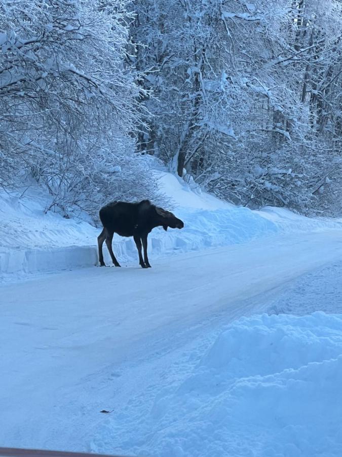 Alaskan Adventure Awaits! Eagle River 外观 照片